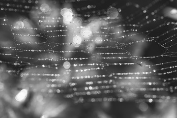 background with morning spring or summer dew on a cobweb, black and white photography