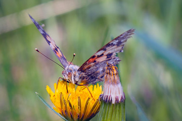 Butterfly burdock on a yellow dandelion flower