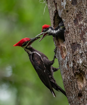 Pileated Woodpecker in Florida 