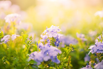 Obraz premium Beautiful flowers colorful In spring garden