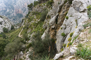 Herd of Majorca goats on steep cliff