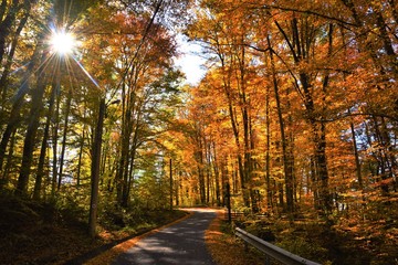 Obraz premium road in autumn forest