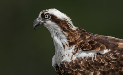 Fototapeta premium Osprey 