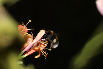 Bumblebee collecting nectar on flowers in a german garden