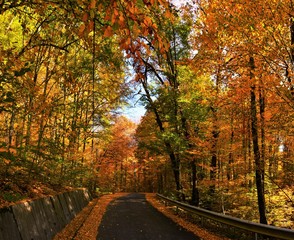 road in autumn forest