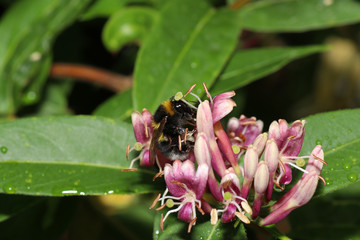 Bumblebee collecting nectar on flowers in a german garden
