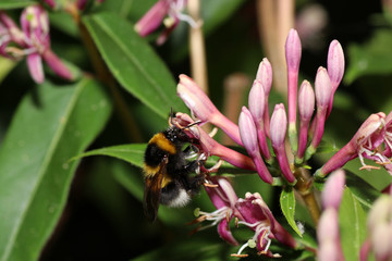 Bumblebee collecting nectar on flowers in a german garden