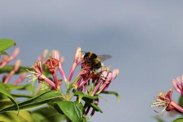 Bumblebee collecting nectar on flowers in a german garden
