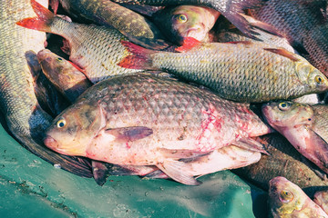 Many river fish. Freshwater fish - Carp, roach, Rudd, pike , bream