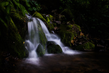 Obraz premium stream in the forest