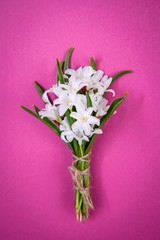 Bouquet of small white chionodoxa flowers on pink background