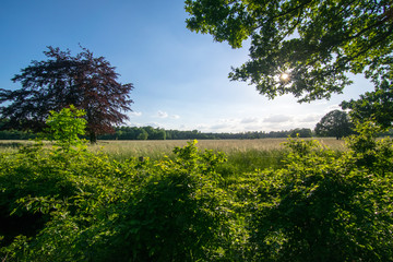 Landschaftsaufnahme M&uuml;nsterland 