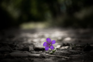 flower on the ground