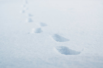 footprints in the snow