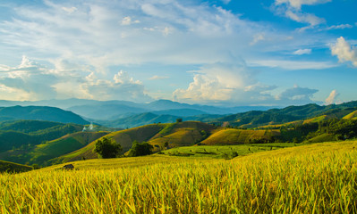 Landscape of gold rice fields. Soft focus of rice farm landscape with sunset.