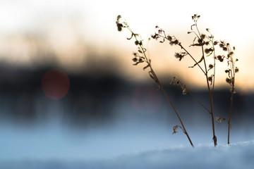 plant in the snow