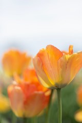 Orange tulips