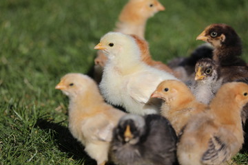Young family of chicks first time outside in grass