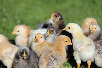 Young family of chicks first time outside in grass