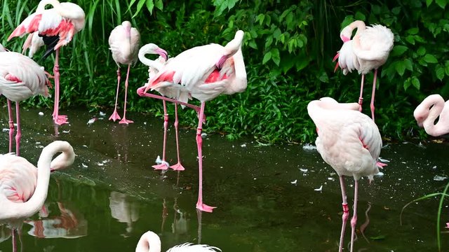 4K Pink big birds Greater Flamingos, Phoenicopterus ruber, in the water while relax with group. Nature background and animal wallpaper.