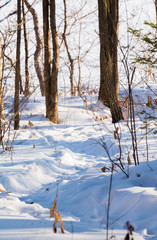 winter forest