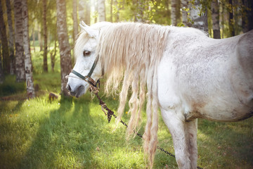 Obraz na płótnie Canvas A beautiful white horse with a long curly mane grazes in a meadow near a birch grove, illuminated by sunlight passing through the crowns of trees