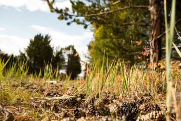 grass and cones in the fall