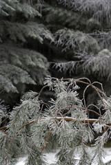 Dutch winter. Frozty. Frozen. Ice. Pinetrees in the forest