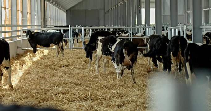 Holstein dairy cows in a large stall in a cattle shed on a farm walking around on clean straw in a concept of farming and milk production. RAW video record.