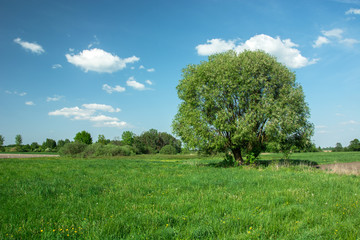 Large tree on a green meadow and clouds on a blue sky