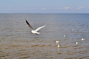 Fototapeta na wymiar flight of seagulls over the water,a blurred background