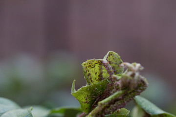 Aphid on a tree branch with leaves. Close-up. Macro. Pest for trees.