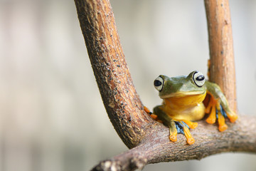 Flying frog pose between branch