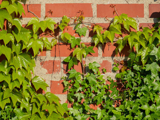 Image of brick wall covered with wild vine grapes