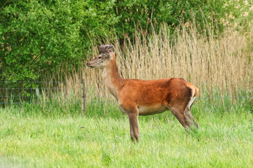 A Red Deer standing in a grassy meadow