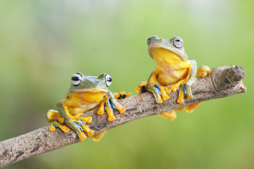 Two flyinv frog stay on branch
