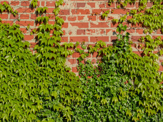 Image of brick wall covered with wild vine grapes