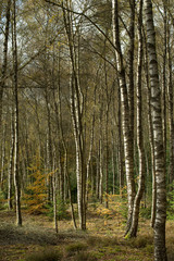 Fototapeta premium Fall in the forest. Trees and leaves. Fall colors Netherlands