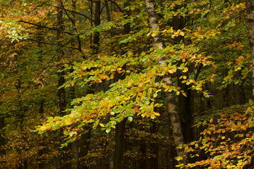 Fall in the forest. Trees and leaves. Fall colors Netherlands Beechtree