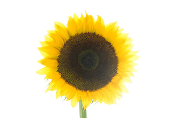 Single sunflower isolated on white background