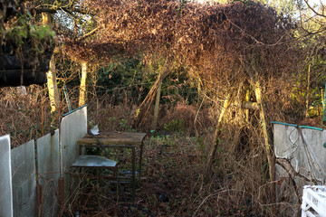Abandoned overgrown messy garden