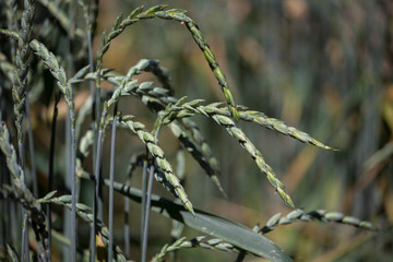 Spikes of green grain of spelled, Triticum spelta