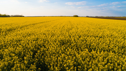 Fototapeta premium Rapeseed oil field drone footage