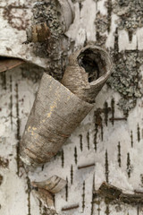 Beresta. The top layer of bark, torn from a birch. Symbol of Russia. Birch bark texture. Russian...