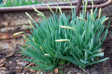 Bushes daffodils in early spring before flowering, horticulture, floristry, bulb planting