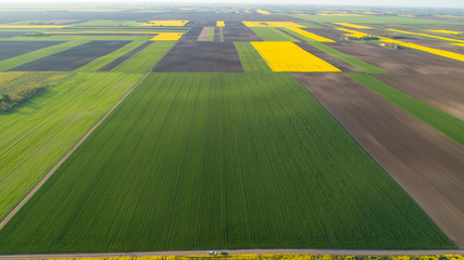 Rapeseed oil field drone footage