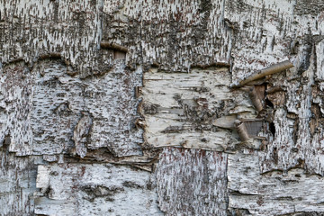 Beresta. The top layer of bark, torn from a birch. Symbol of Russia. Birch bark texture. Russian...