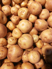 Creole potato or yellow potato (Solanum phureja)