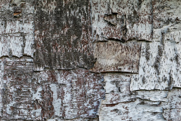 Beresta. The top layer of bark, torn from a birch. Symbol of Russia. Birch bark texture. Russian...