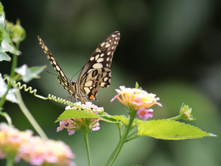 Fototapeta na wymiar butterfly on weeping lantana flower.